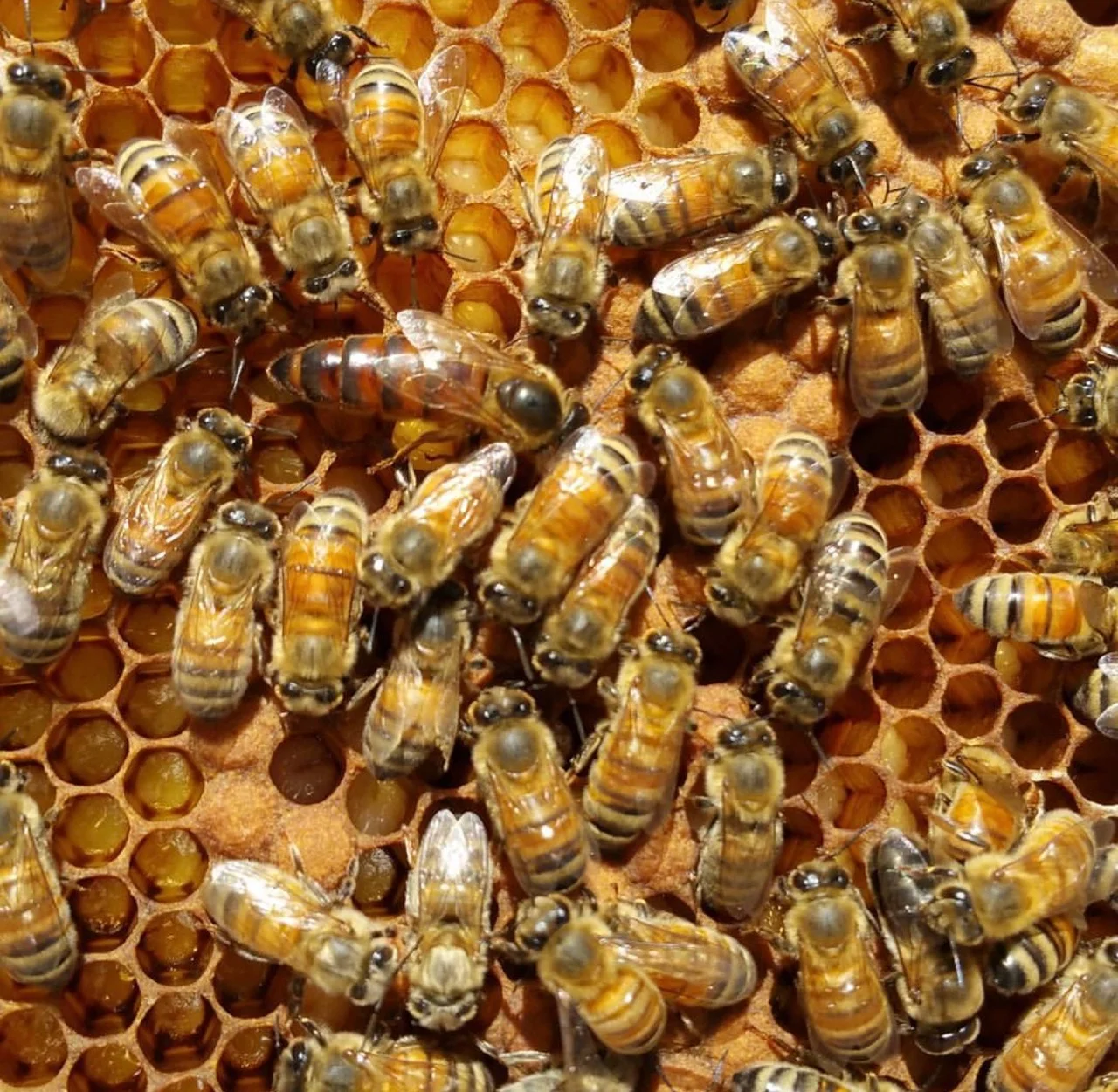 Vdovichenko Bee Farm