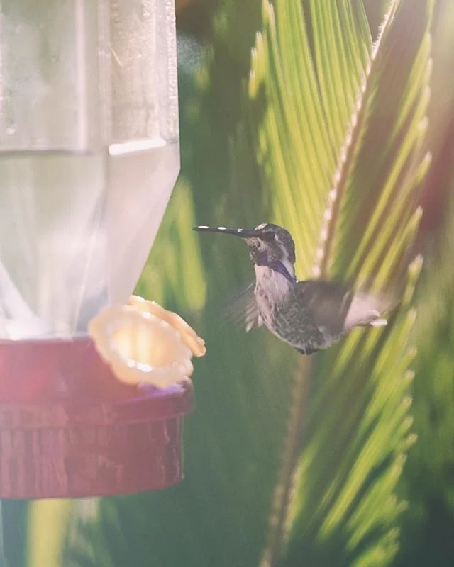 Me working the last year.
.
.
.
.
.
.
.
.
 #animallovers #animalpolis #animalsofinstagram #igscwildlife #animales #exclusive_animals #wildlifephoto #wildlifeaddicts #wildlifephotography #animalworld #awesomeglobe #animalofinstagram #animalsmood #wild