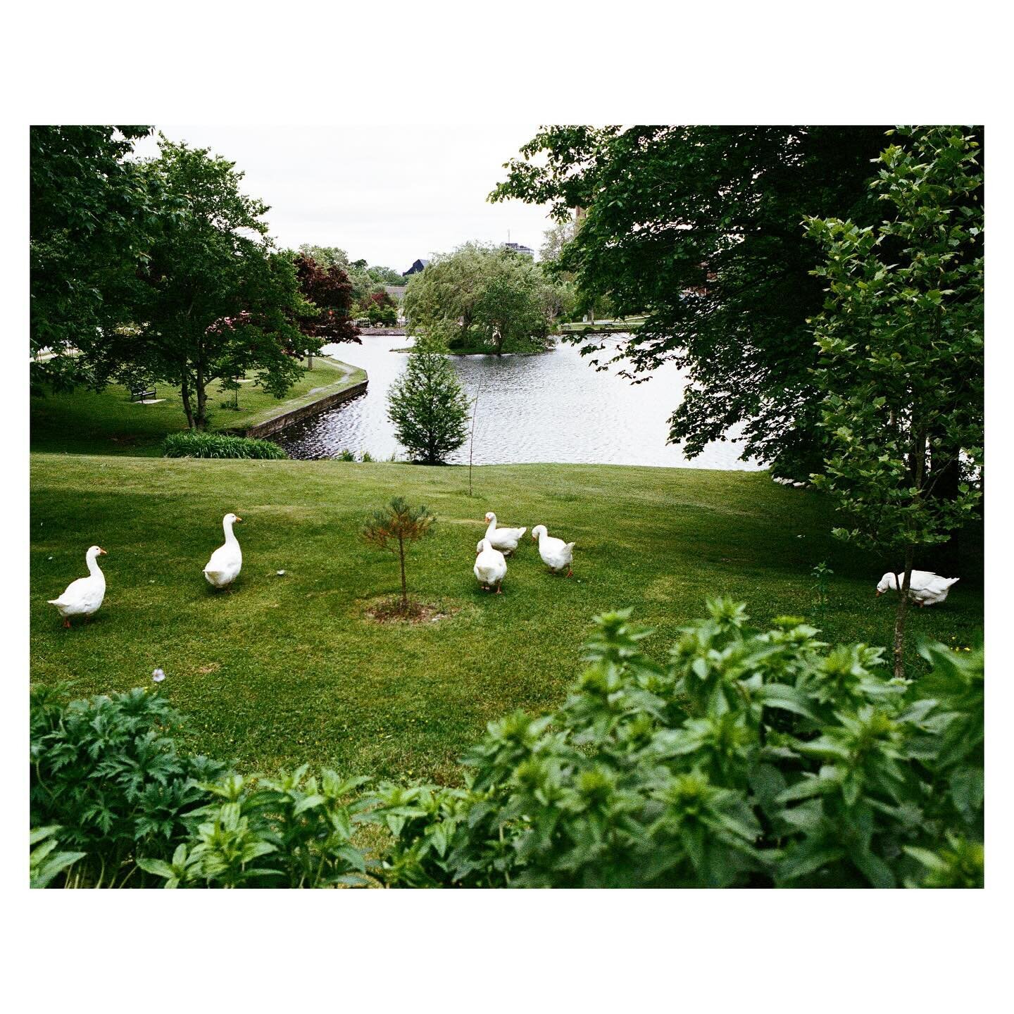 Sulivan&rsquo;s pond and Lake Banook on #35mm @kodak #film. #dartmouthns 🦢