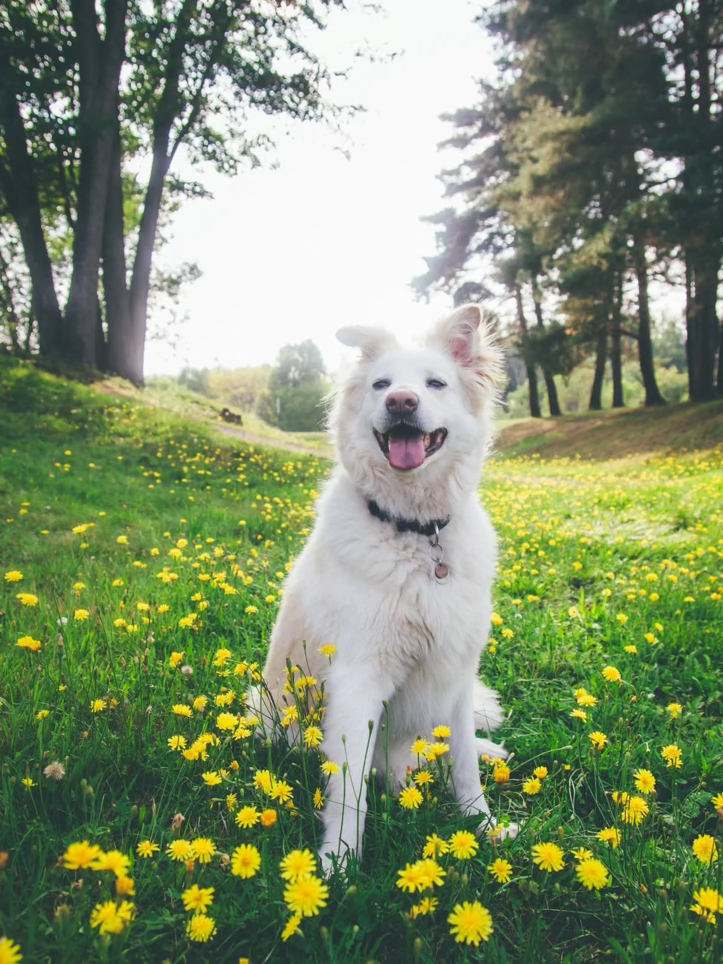 It's International Dog Day today. Here is Cayda frolicking in a field. 🌻#internationaldogday