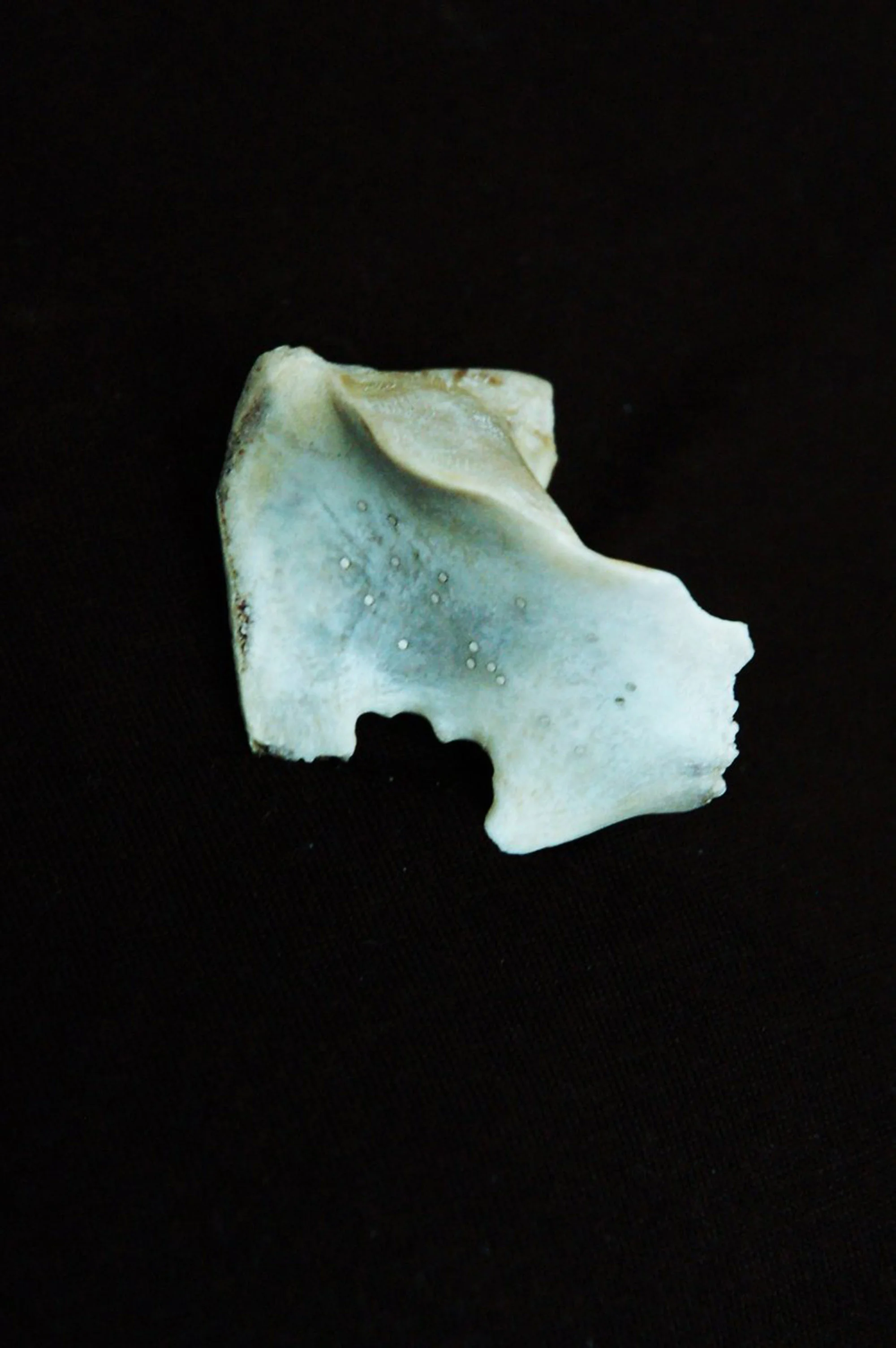 ebb bone.jpg