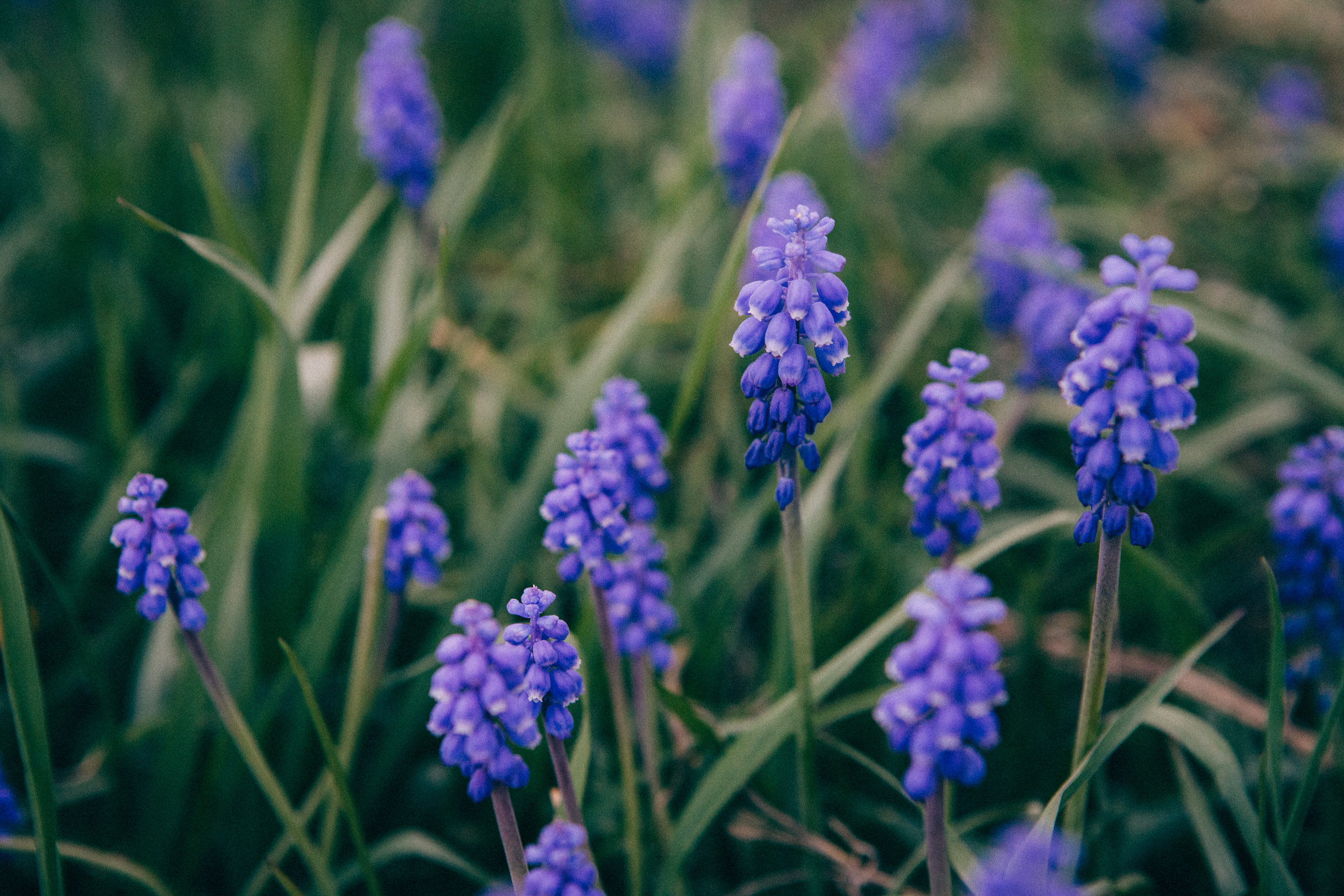 LiviaApril2015-56.jpg