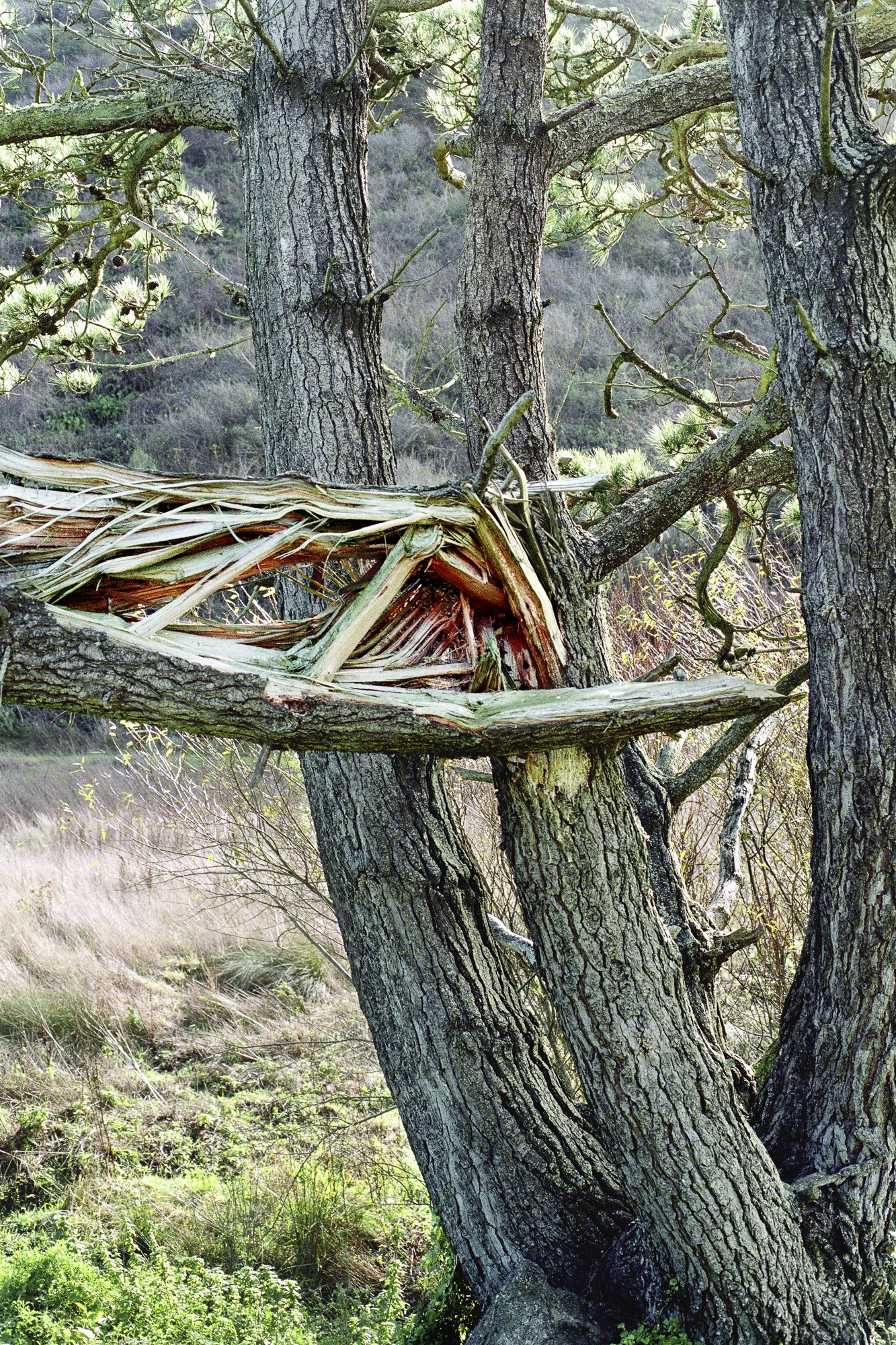 0289-BD96042-17Av2.tif- Marin Co.jpg