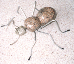 ant.jpg