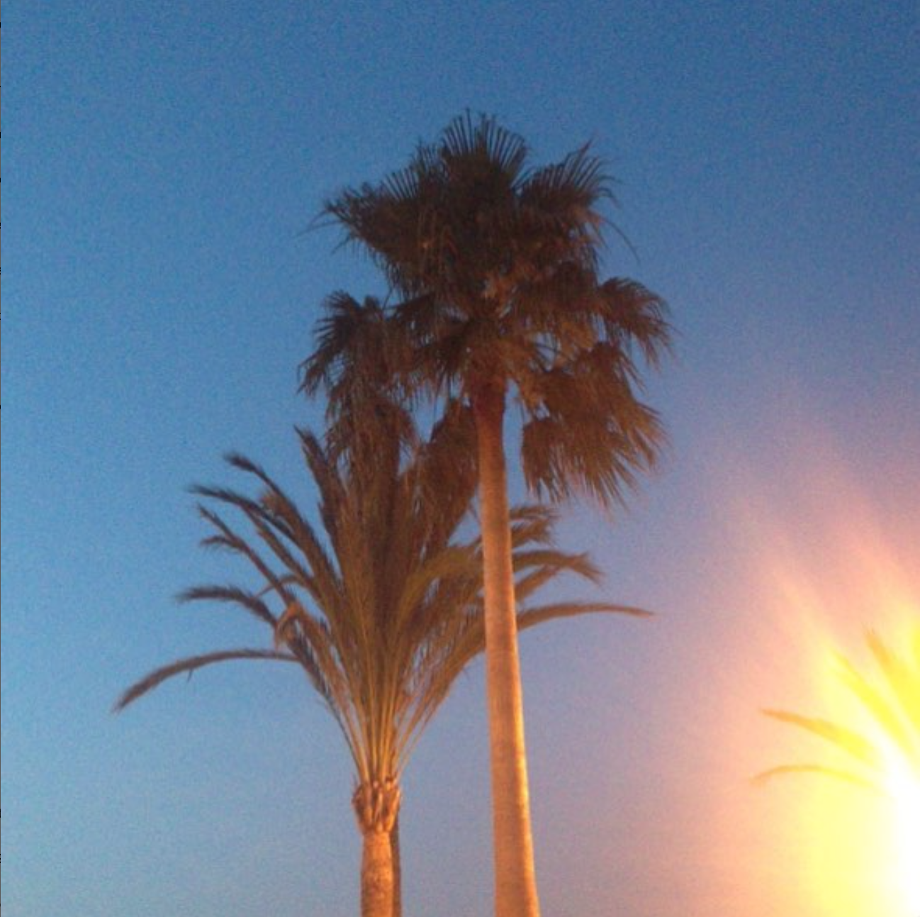 palms_TheNik.png