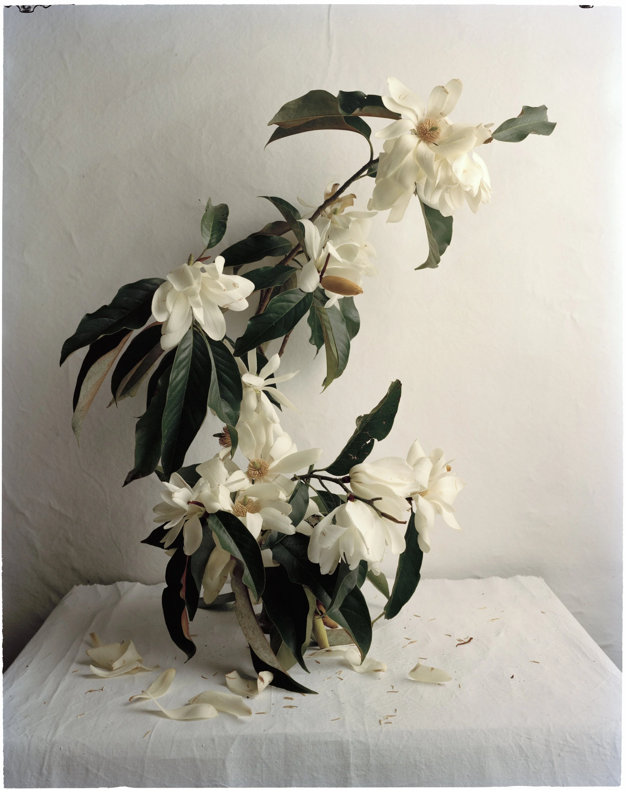 Magnolia - Halls Lane