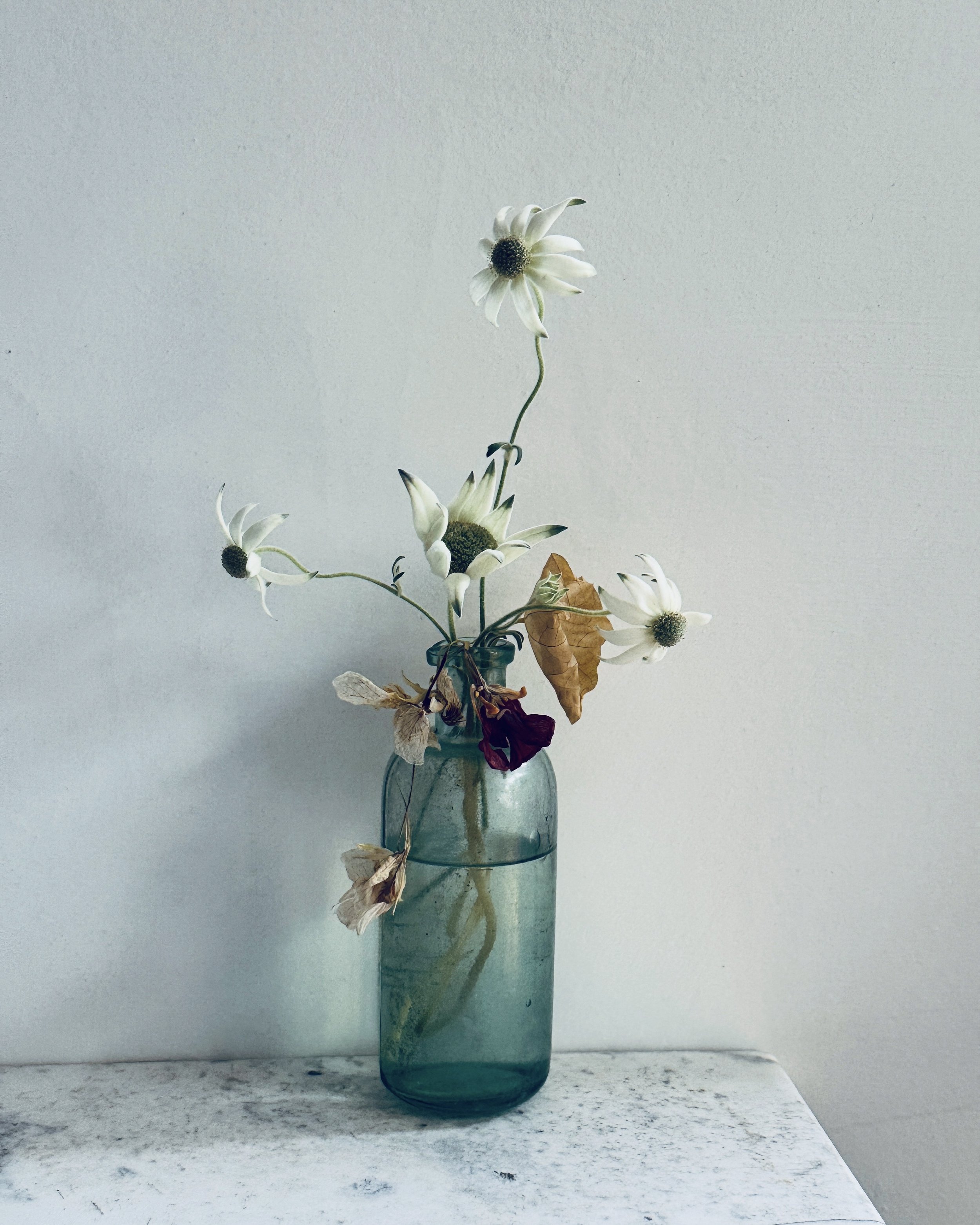 Paper Daisies - Halls Lane