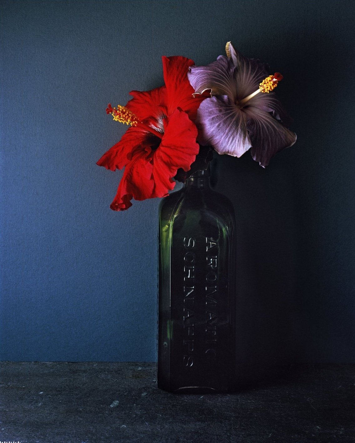 Hibiscus+From+Clareville+2-CROPPED.jpg