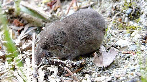 A shrew making a home near the kiln