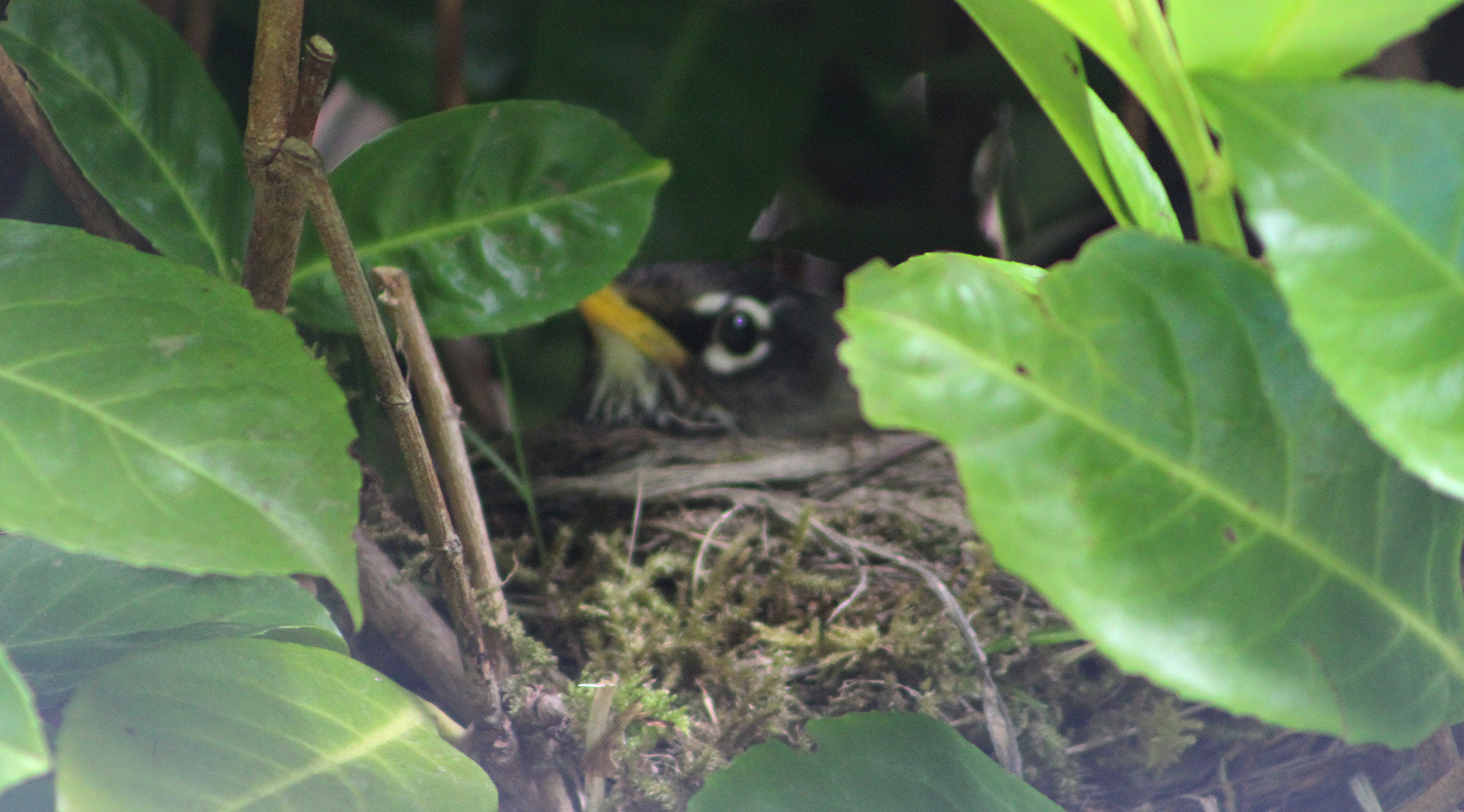 A robin guarding her eggs