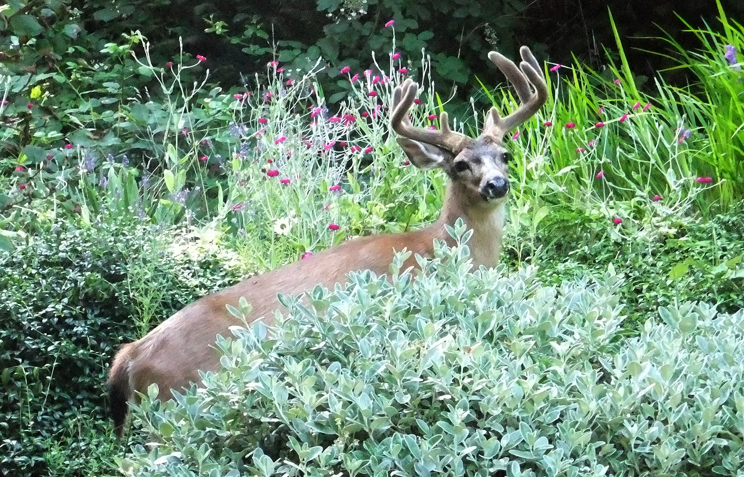 Studio Wildlife