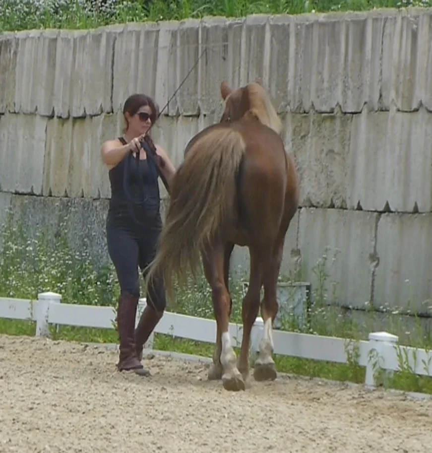 Winter Lecture Series: Understanding and Training the Lateral Exercises