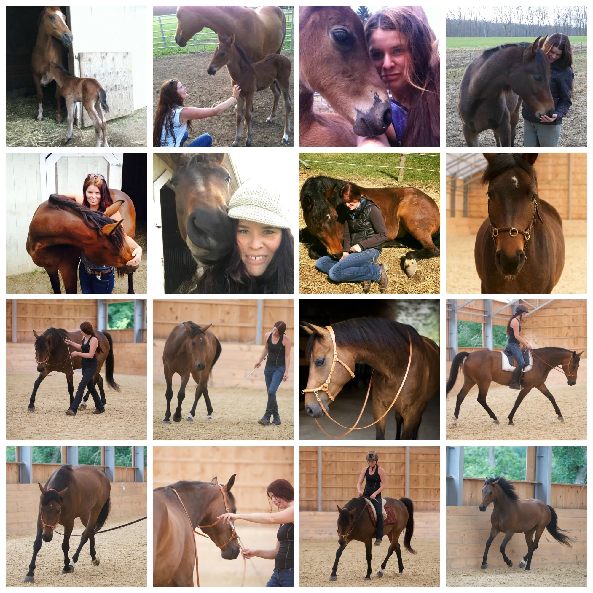 Starting Young Horses; Patience Will Reward You (and Your Horse)