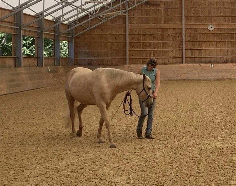 Winter Lecture Series: Foundational Training for the Young Horse