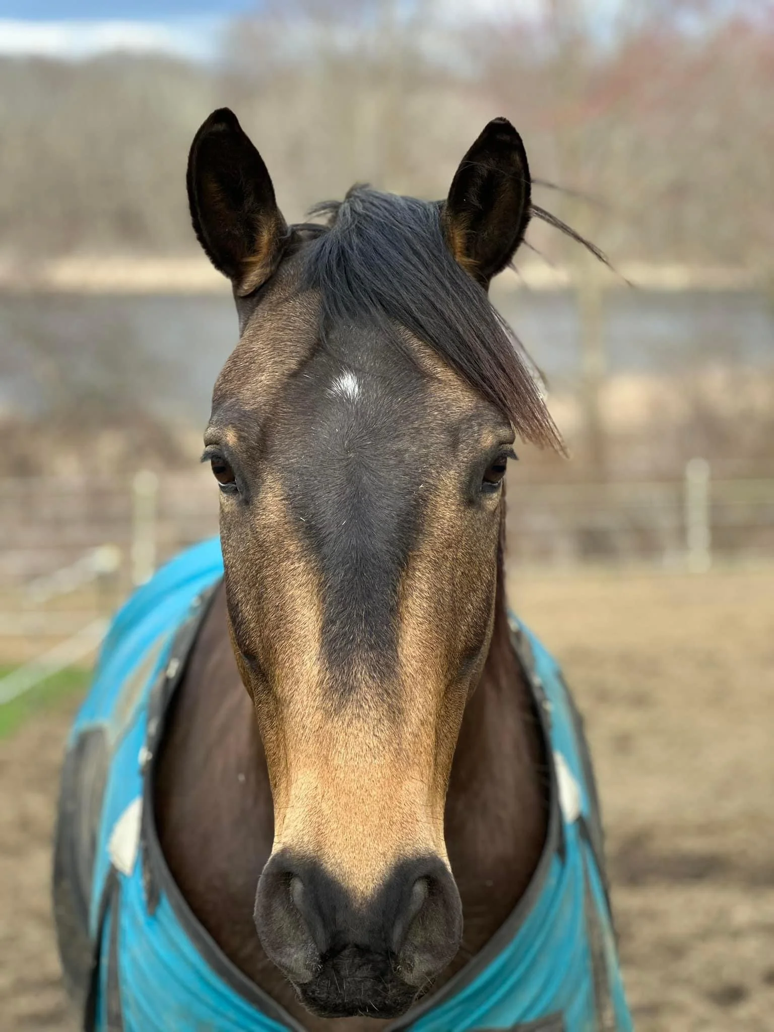 Evenings in Narnia Discussion Series: How To Provide Enrichment for Our Horses