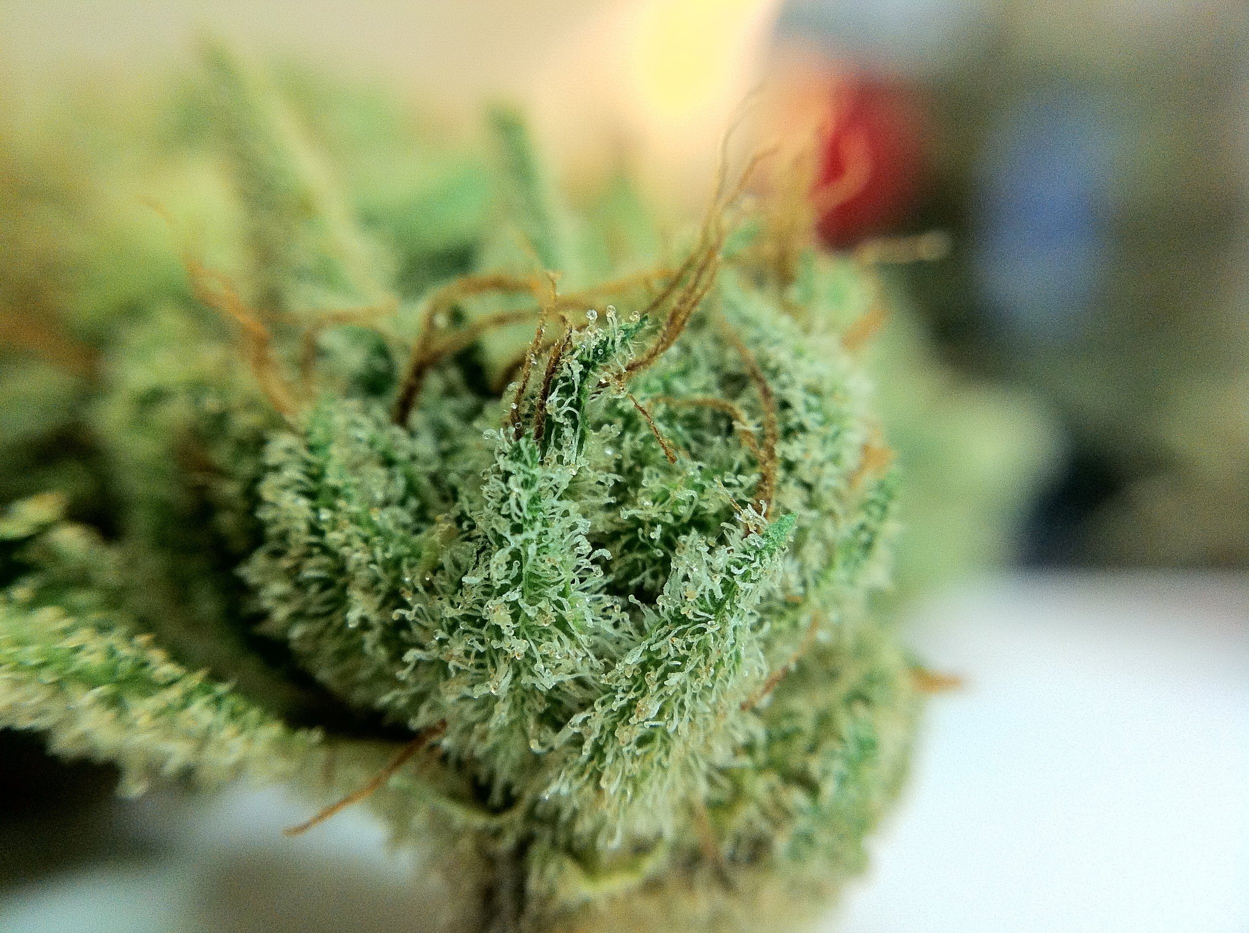 TahoeOG.jpg