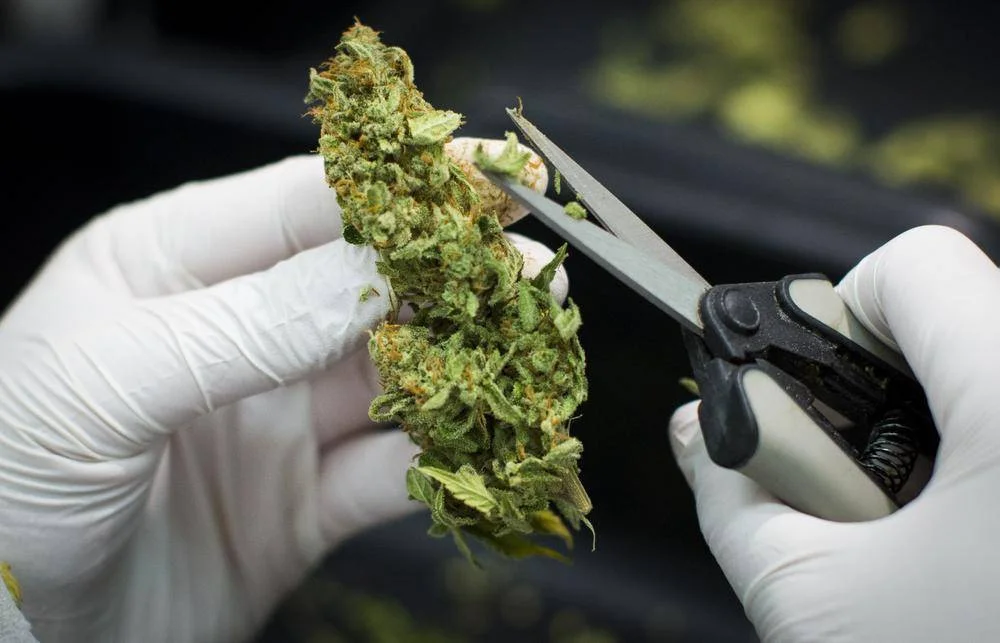 96623_Pot_supply_28.jpg