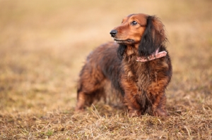 dachshund.jpeg
