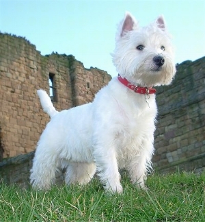 westie.jpeg