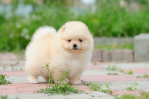 pomeranian-puppy-1.jpeg