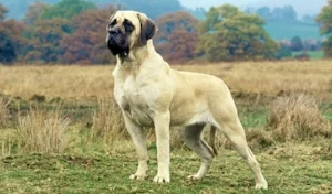mastiff.jpeg