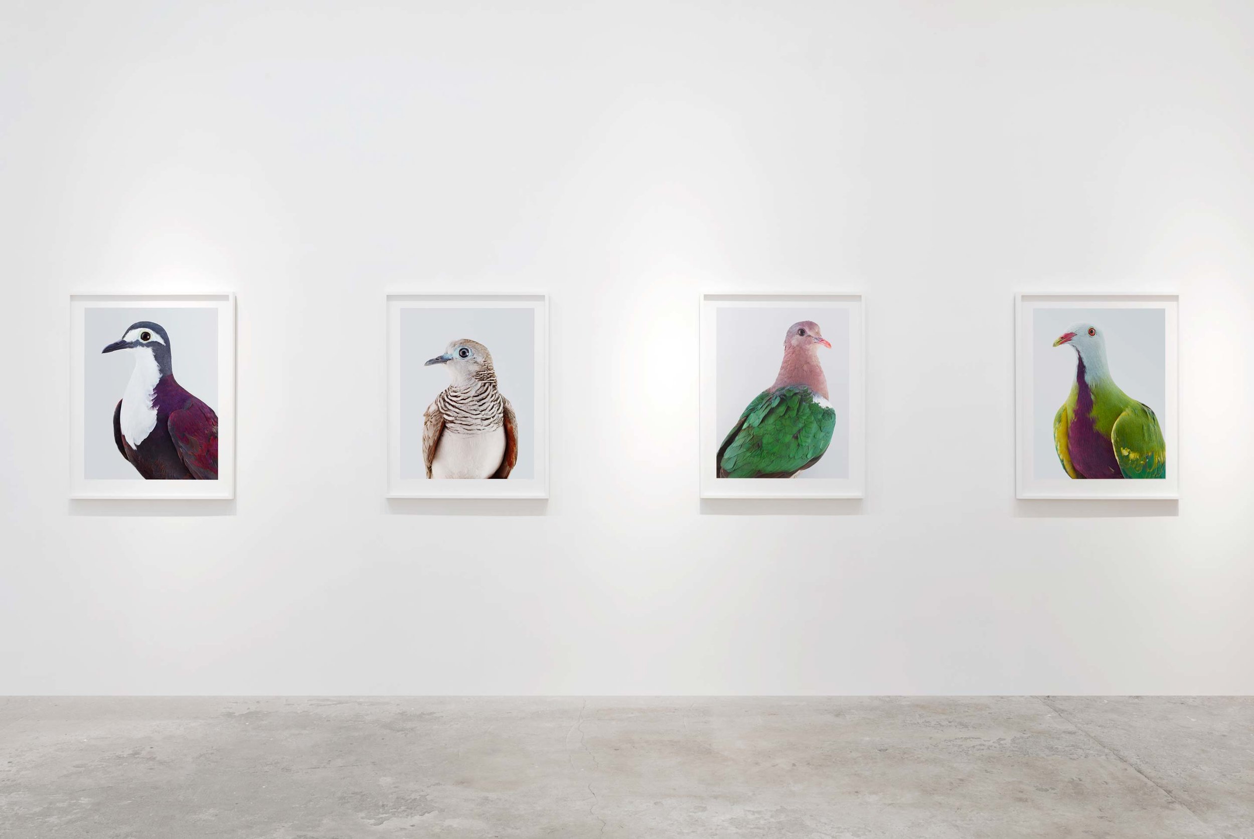 Installation view, Ornithurae, 2017, Olsen Gruin Gallery, New York