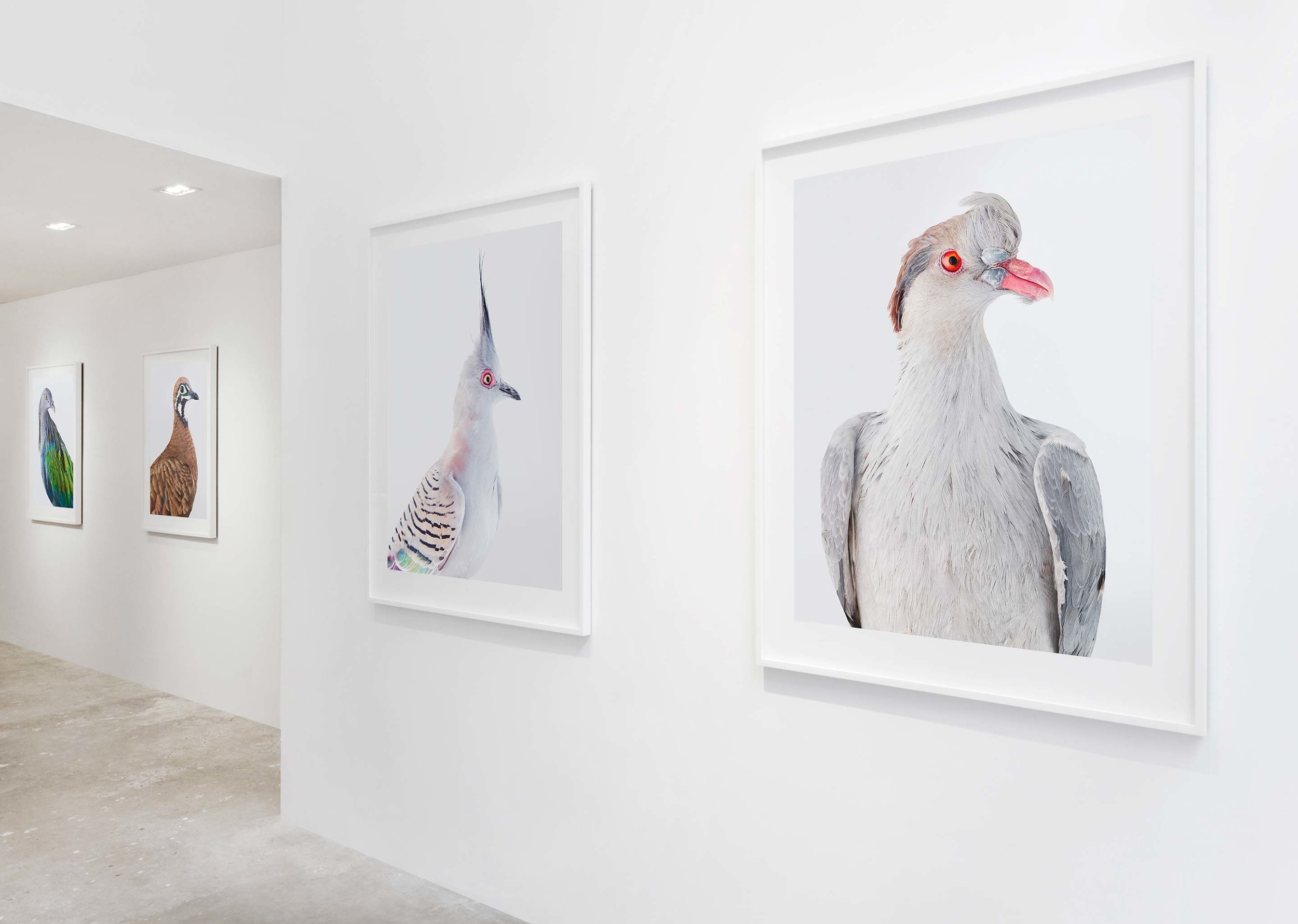 Installation view, Ornithurae, 2017, Olsen Gruin Gallery, New York