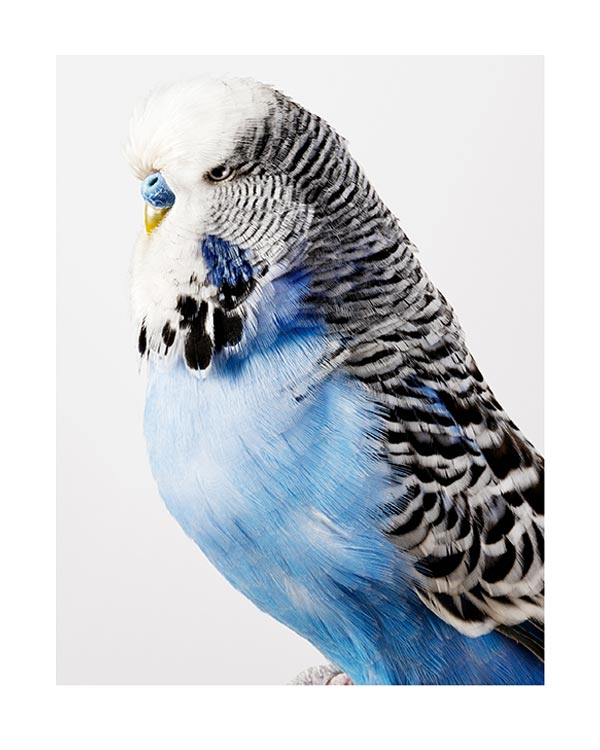 Portrait of a Budgerigar - Exhibited 2010