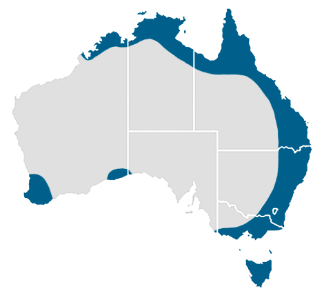 MaskedOwl_map.png