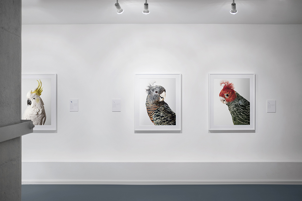 Bird Love, Purdy Hicks Gallery, 2016