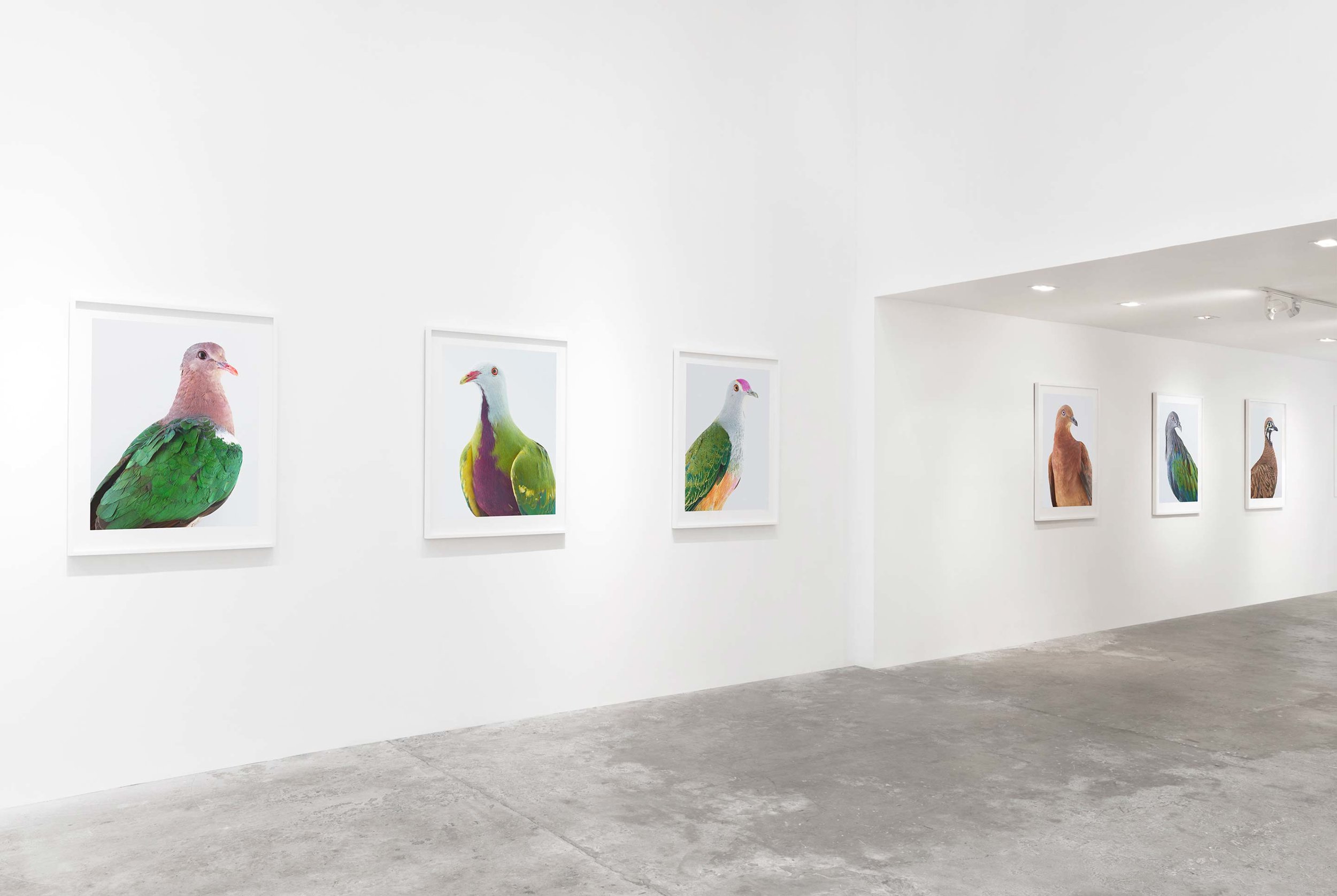 Ornithurae, Olsen Gruin Gallery, New York, 2017