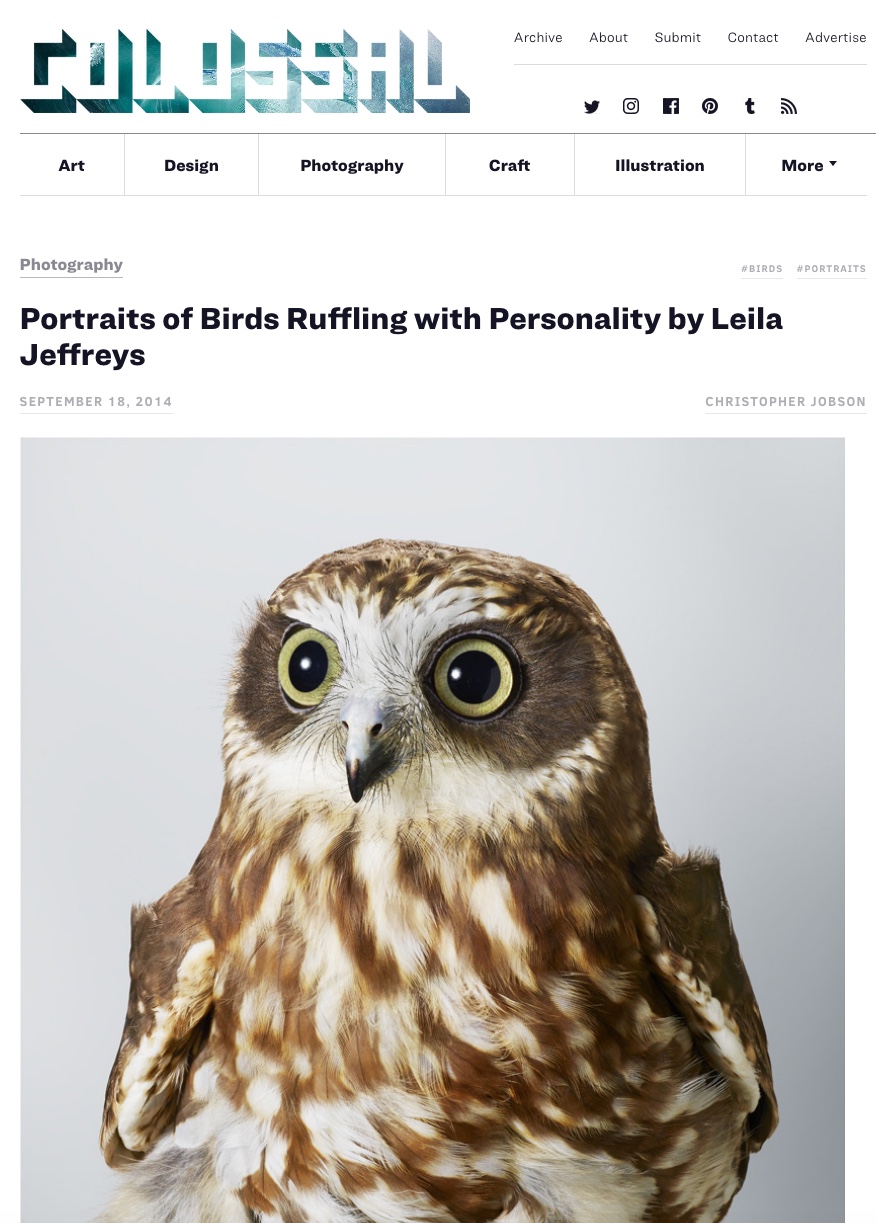 Portraits of Birds Ruffling with Personality by Leila Jeffreys