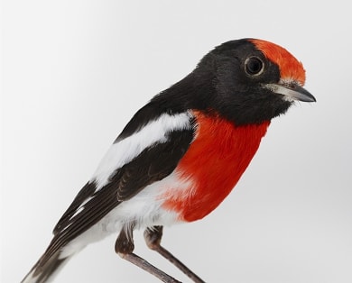 'Redmond', Red-capped Robin by Leila Jeffreys.