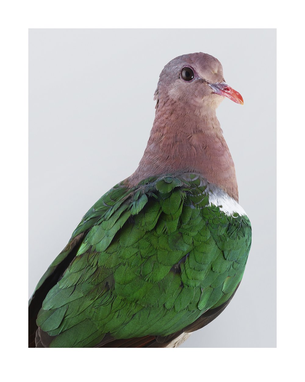 Emerald Dove.jpg