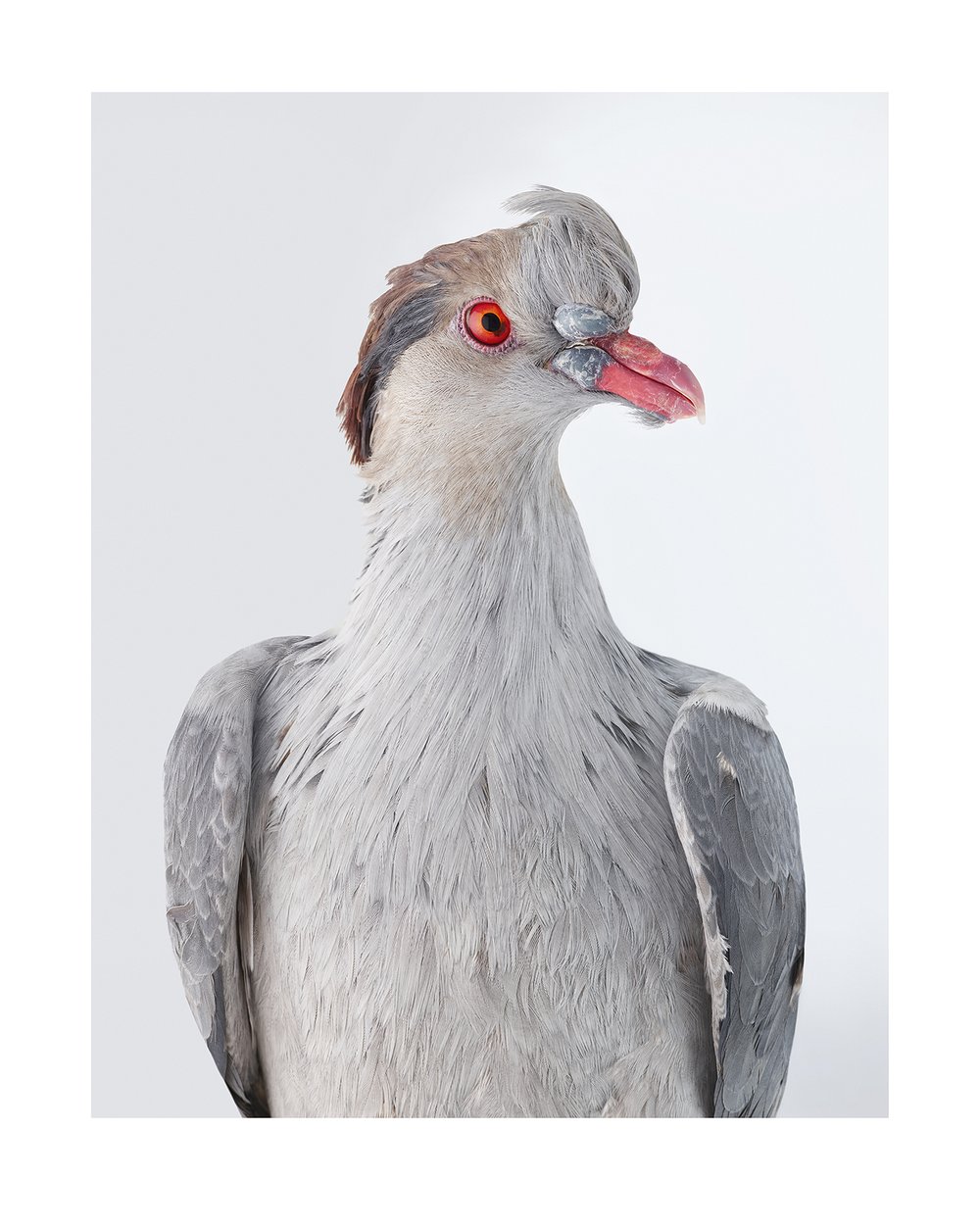 Topknot Pigeon.jpg