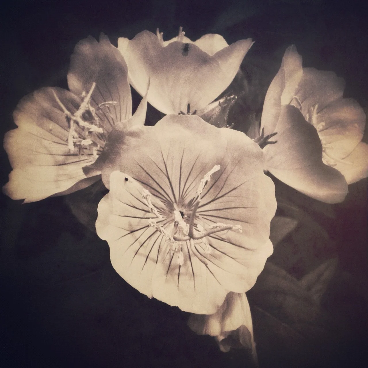 Jen-Kiaba-fine-art-still-life-3240.jpg