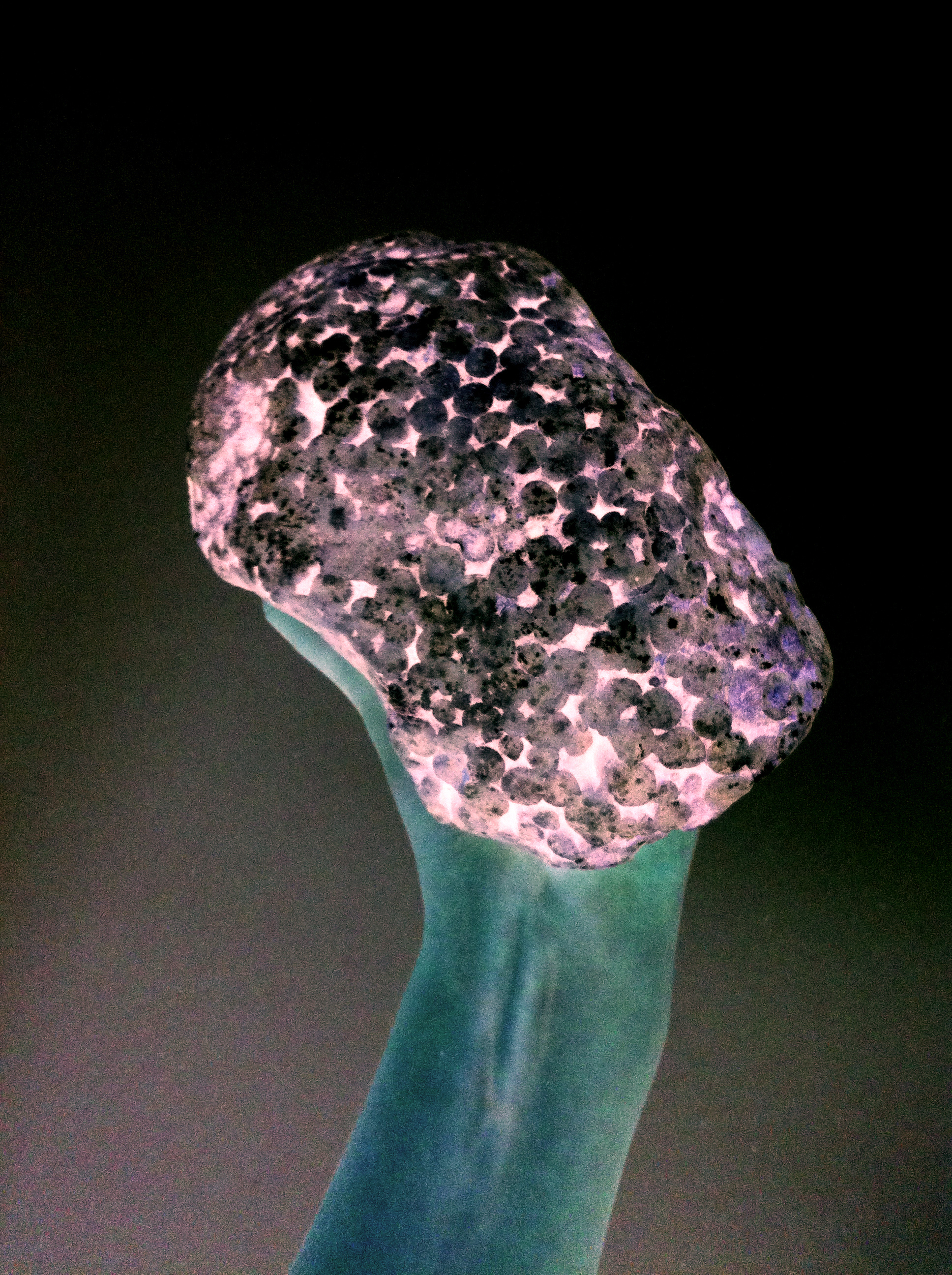3_Symbiotic Real Selfie__6101.jpg