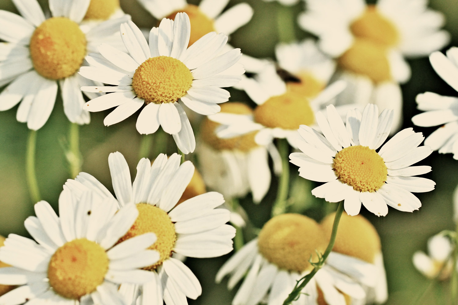 bisabolol moisturizer