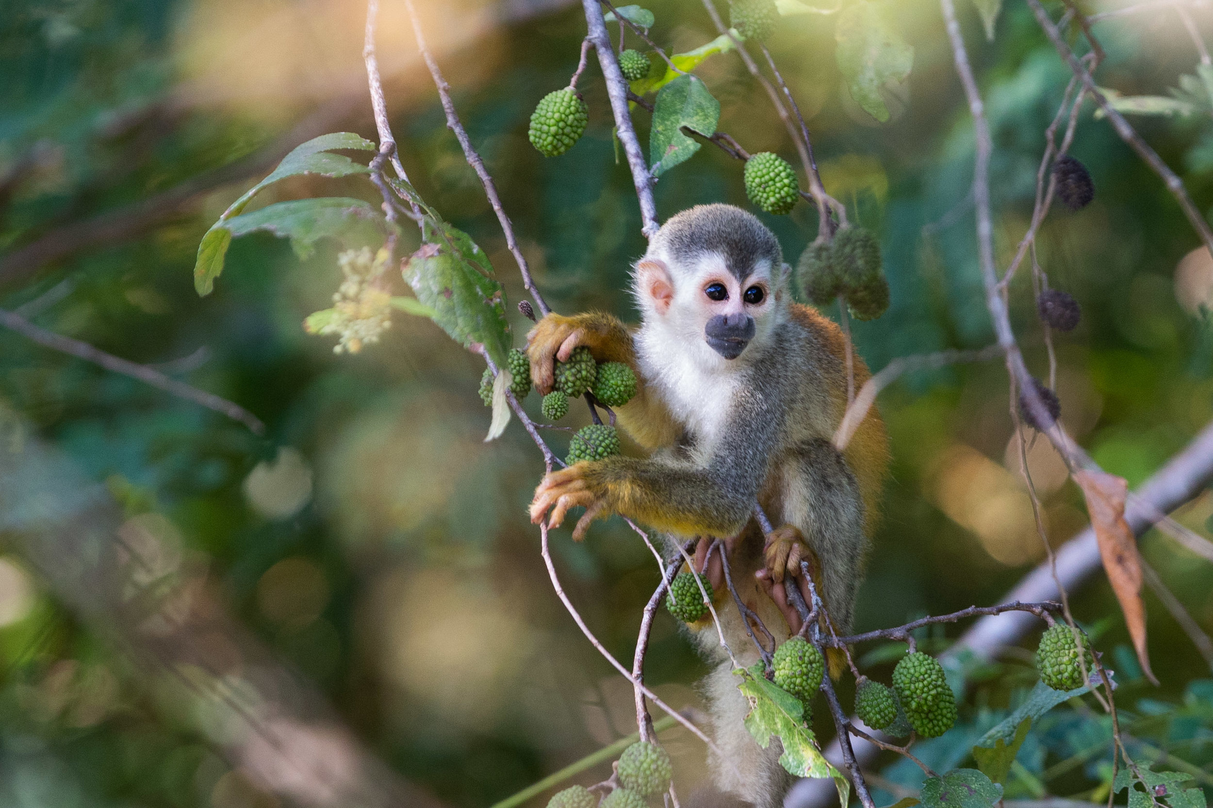 Squirrel monkey in Manuel Antonio