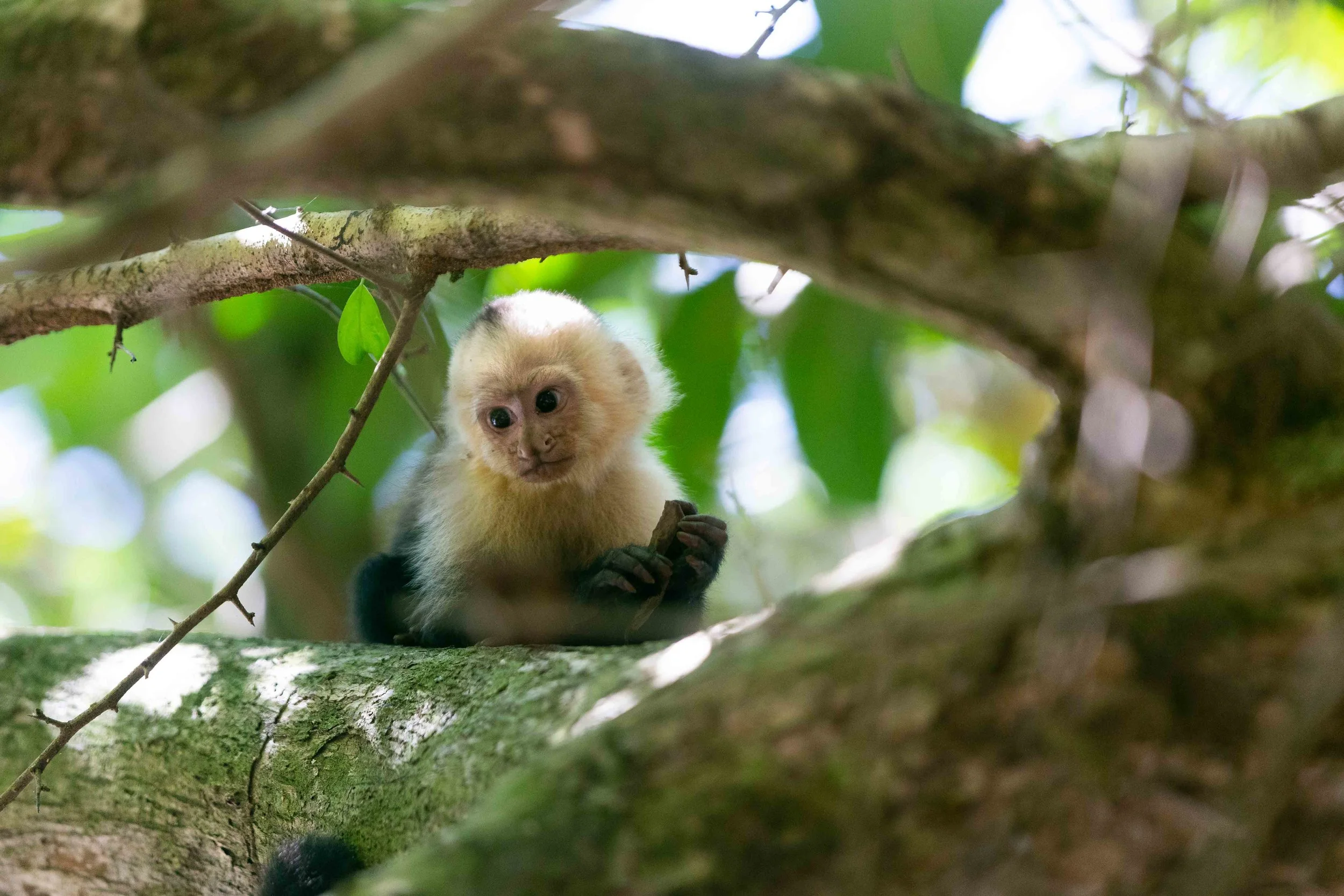 White-throated capuchin in Manuel Antonio National Park