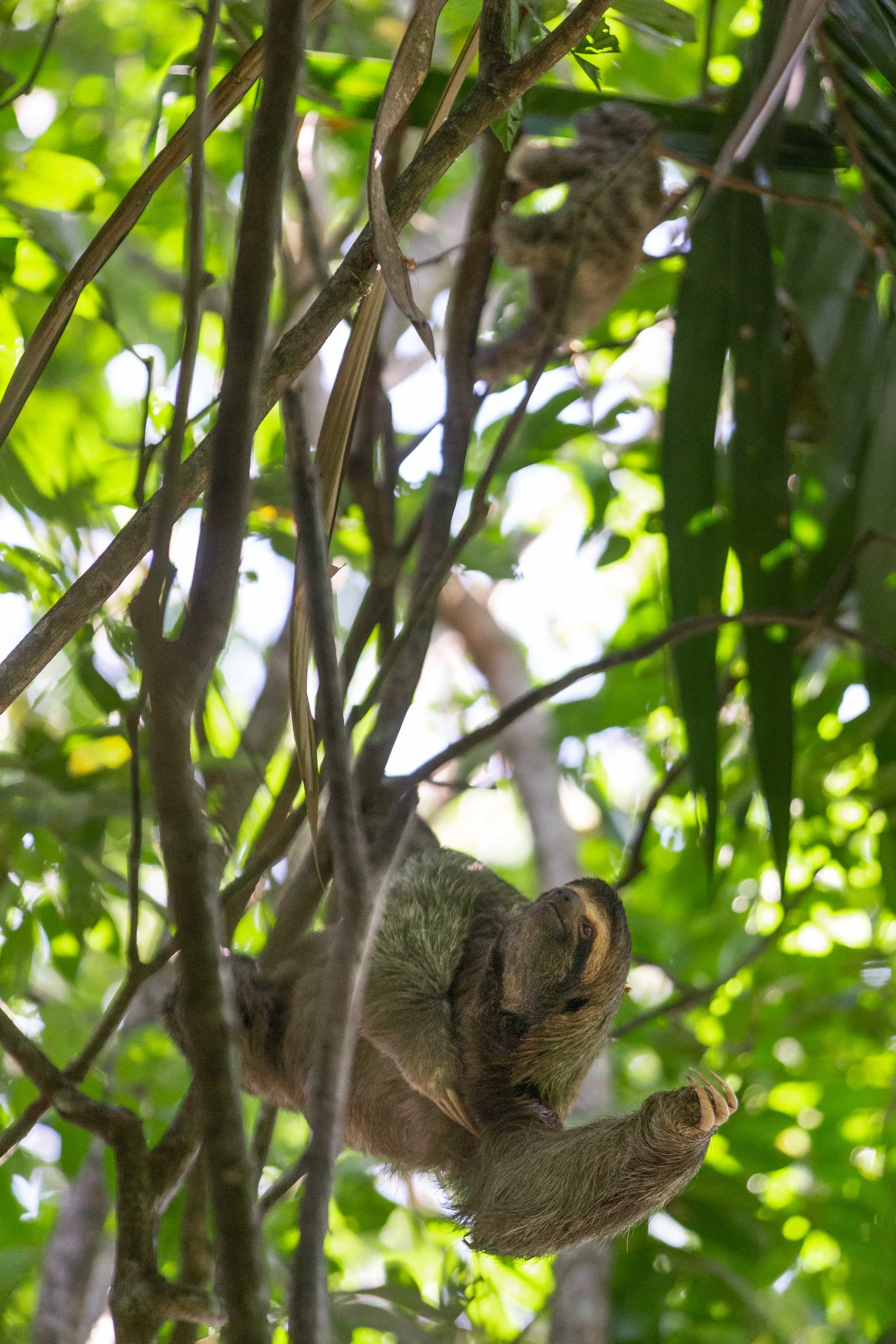 Three-toed sloth mother and baby at Manuel Antonio National Park