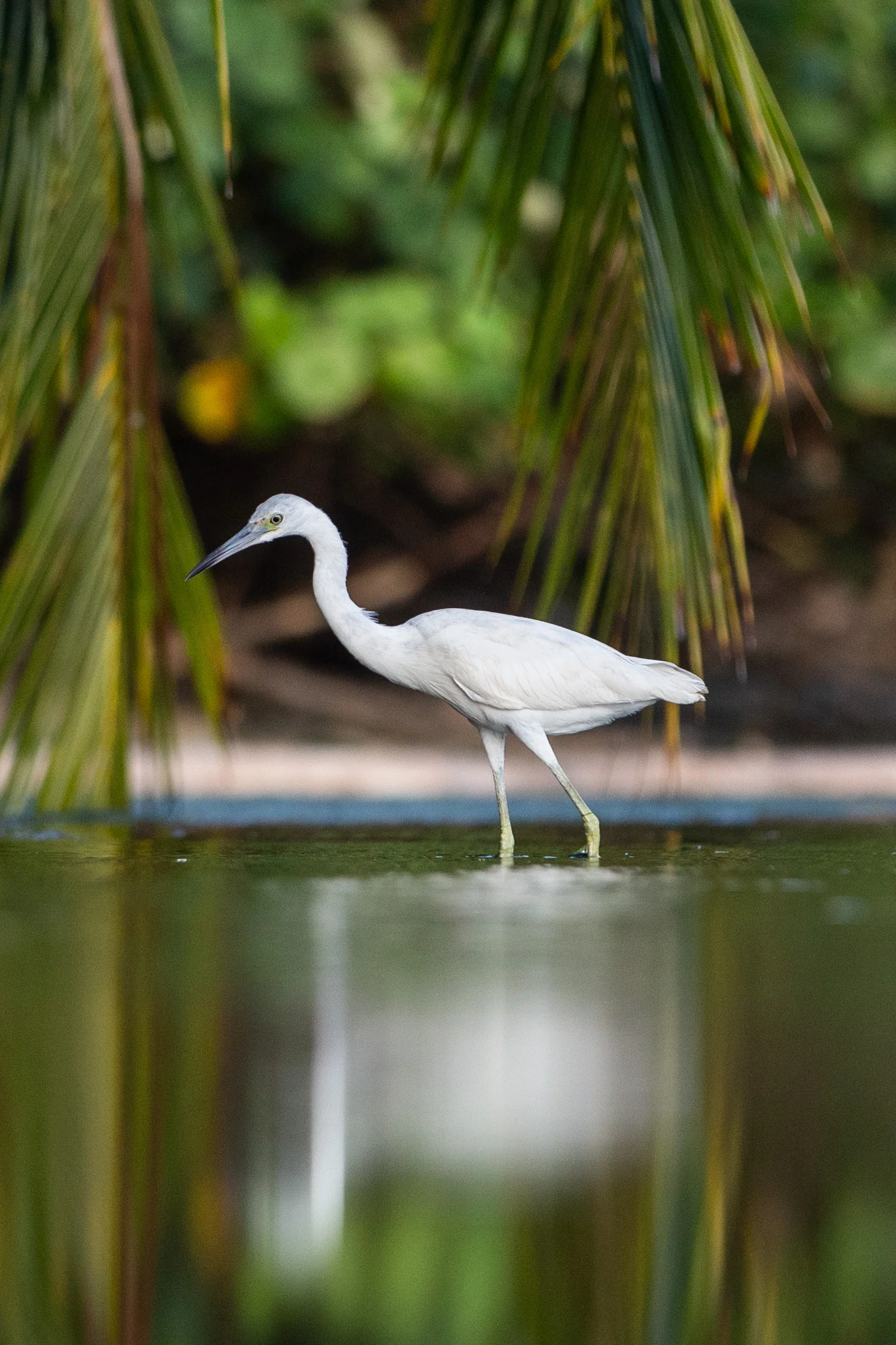 Snowy egret at Marino Bellena National Park
