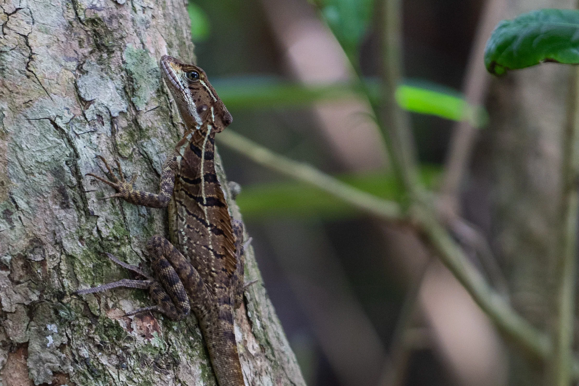Jesus Christ lizard at Manuel Antonio National Park