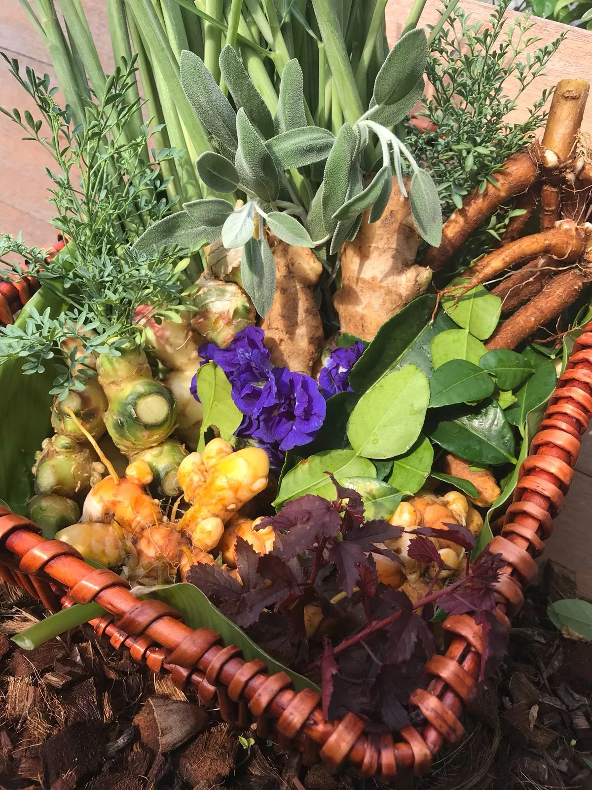 Identify local edible plants.jpg