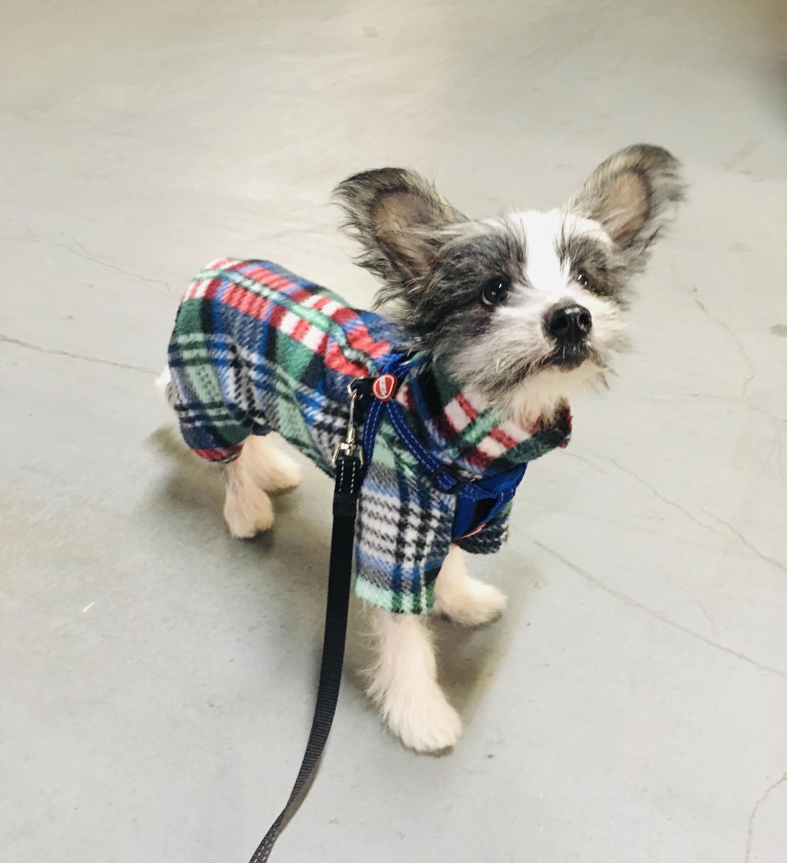 Puppy pre school .jpg