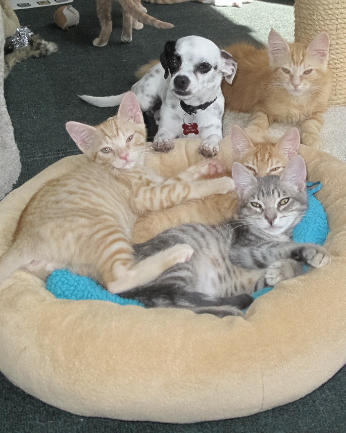 Dalchi and his kittens.jpg