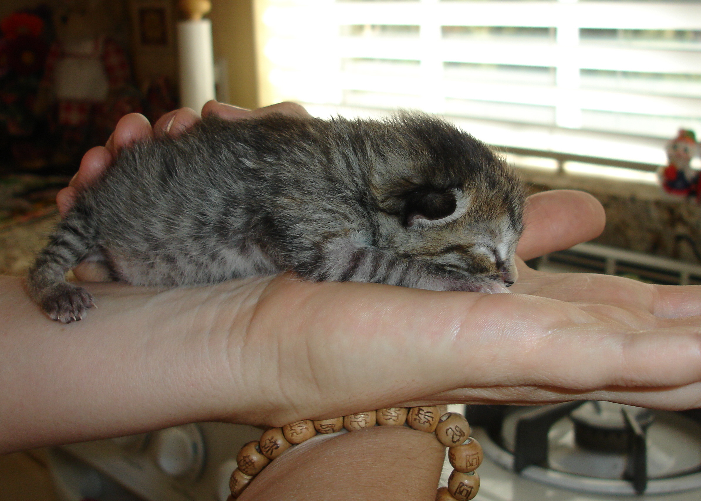 how to get a newborn kitten to latch on