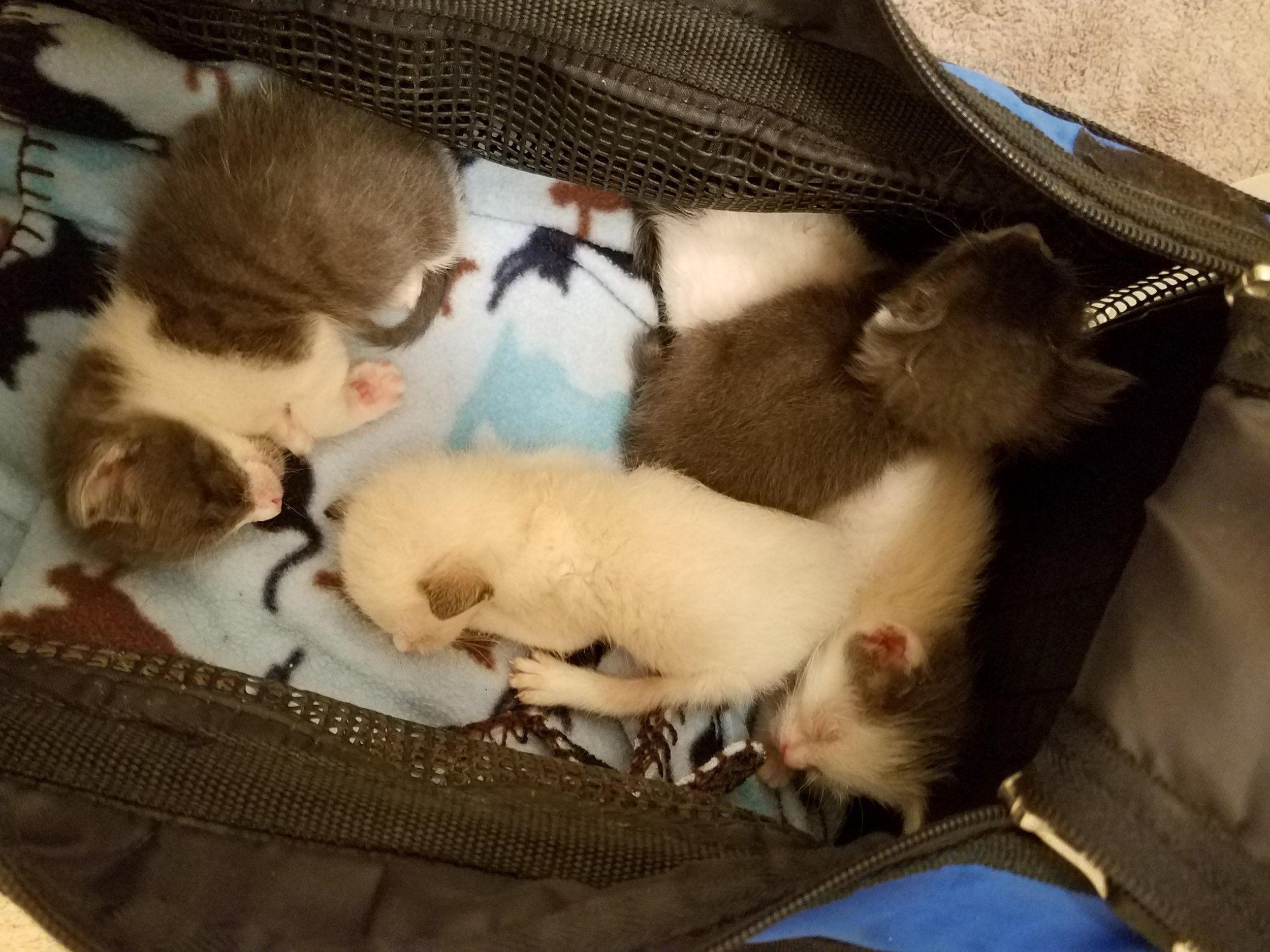 Finding Baby Kittens — KRAZY FOR KATS, INC. Finding Baby Kittens — KRAZY FOR KATS, INC.
