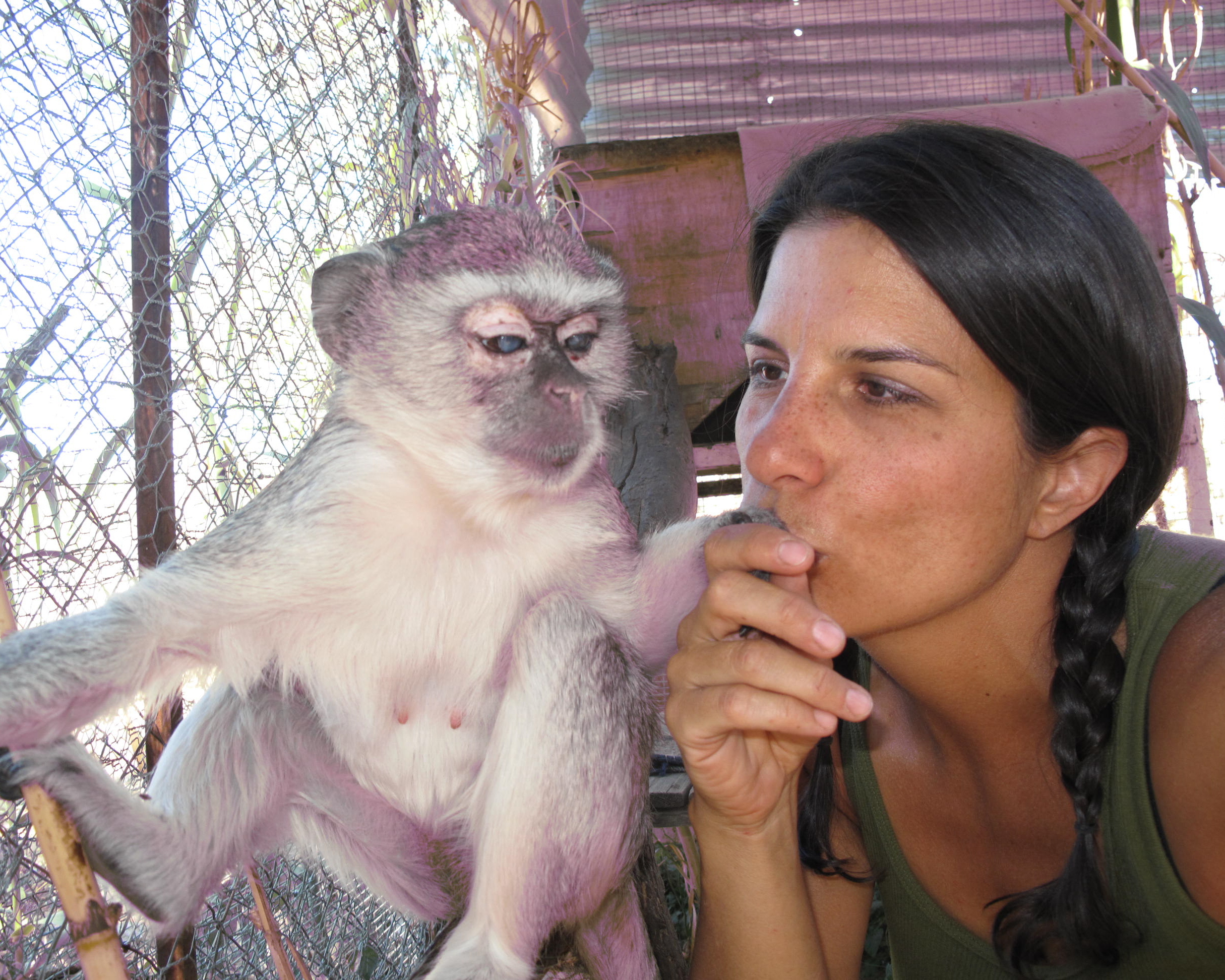 Audrey the blind vervet monkey.jpg