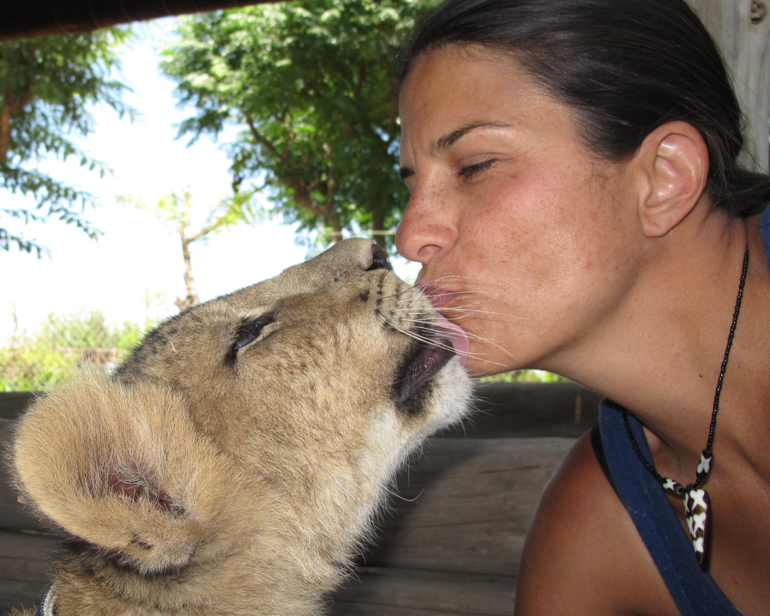 kisses from baby lion.jpg